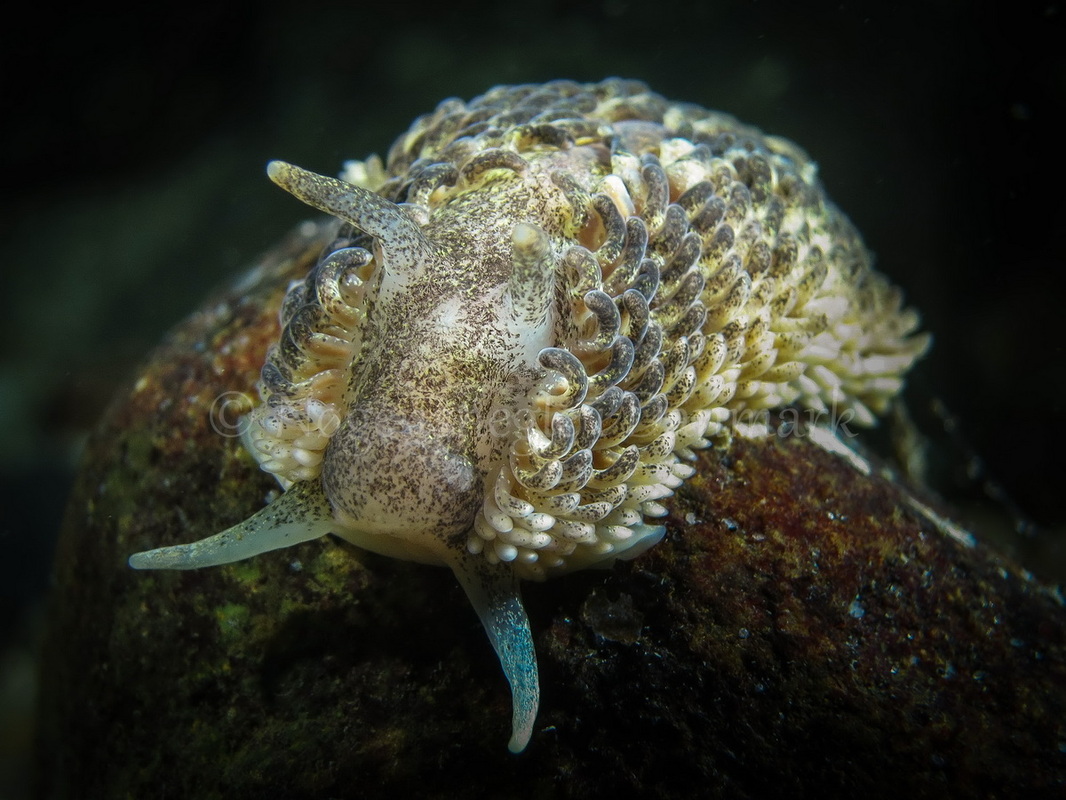 Foto: Claus Neupart ....... Aeolidia papillosa -- www.nudibranchia.dk