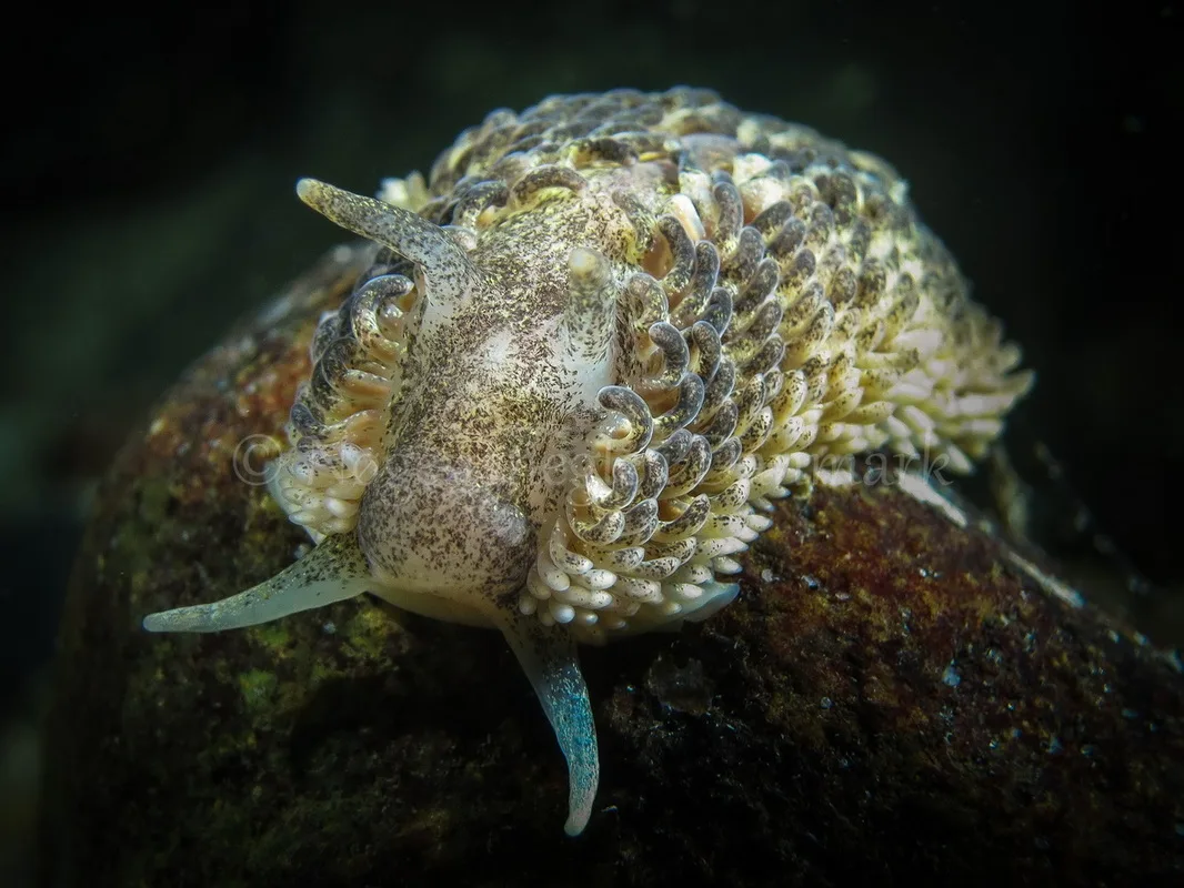 Foto: Claus Neupart ....... Aeolidia papillosa -- www.nudibranchia.dk