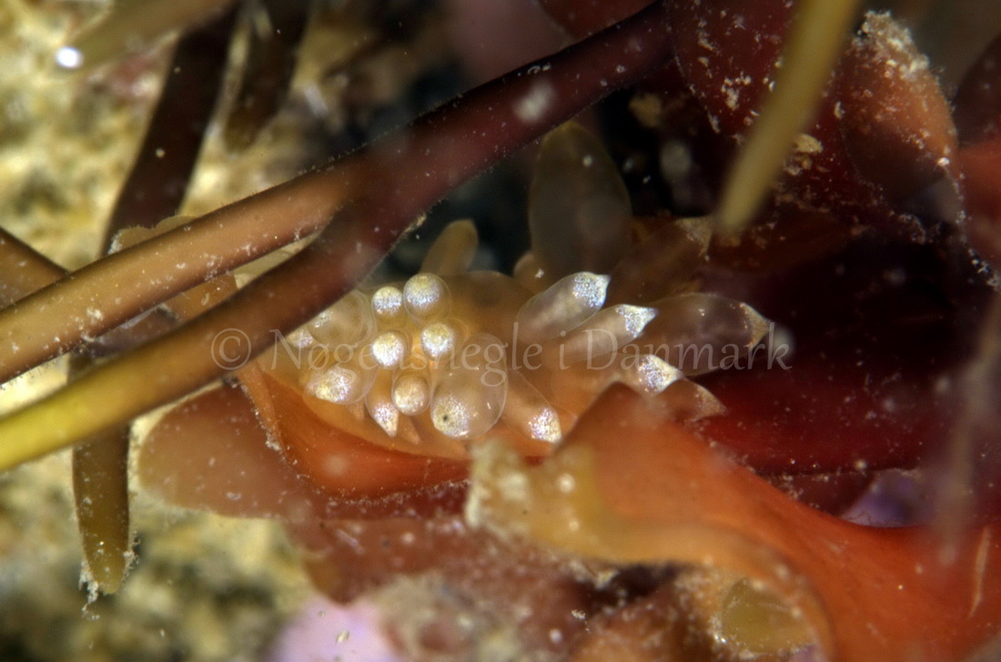 Foto: Jørn Ari ....... Eubranchus sp -- www.nudibranchia.dk