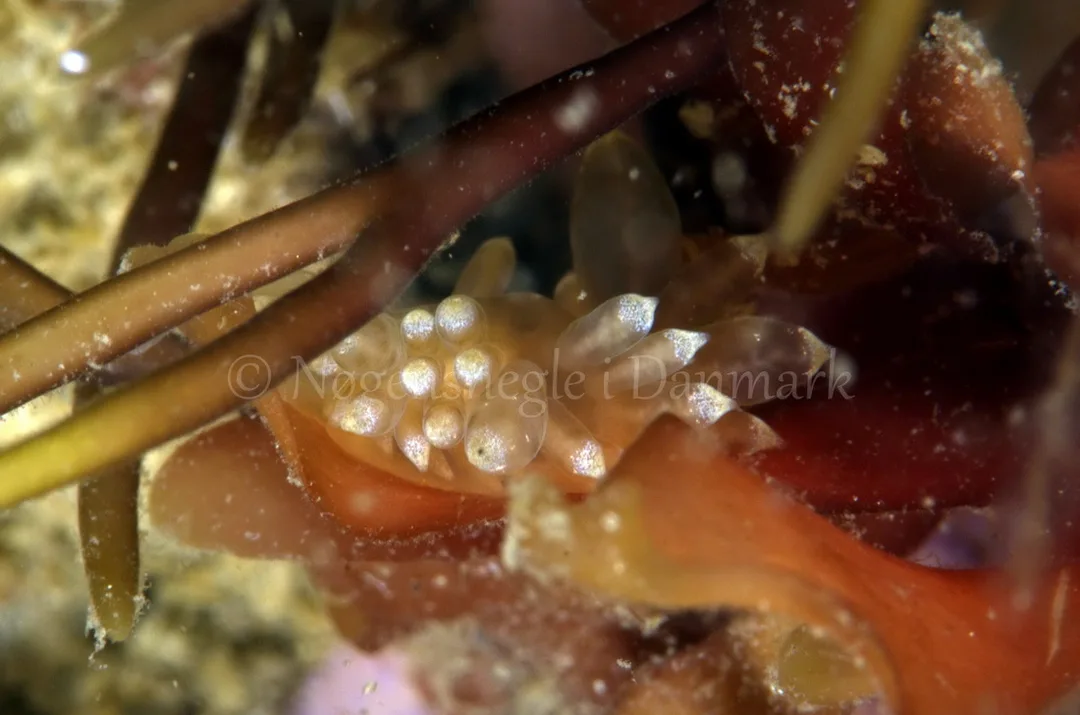 Foto: Jørn Ari ....... Eubranchus sp -- www.nudibranchia.dk
