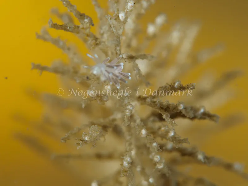 Cuthonella concinna - Lyngsbo Strand - Foto: Michael Christensen