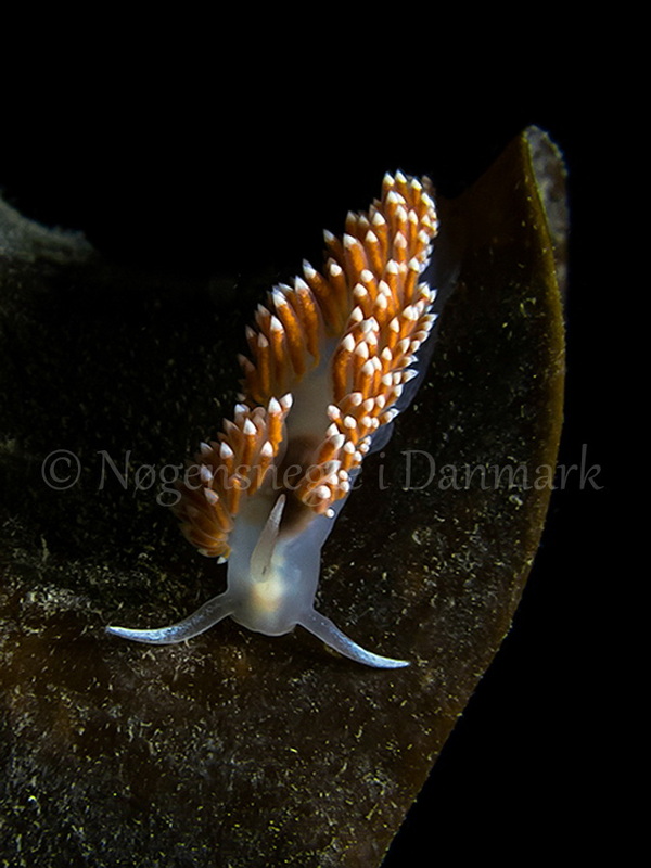 Foto: Hrumpff ....... Flabellina nobilis - www.nudibranchia.dk - Nøgensnegle i Danmark