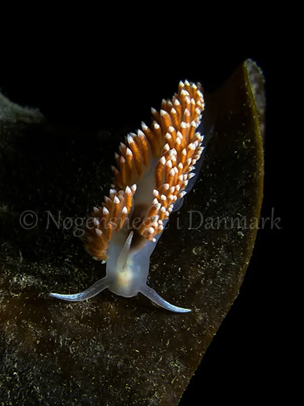 Foto: Hrumpff ....... Flabellina nobilis - www.nudibranchia.dk - Nøgensnegle i Danmark