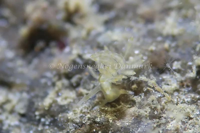 Eubranchus rupium - Lyngsbo Strand - Foto: AnneKatrine Frederiksen