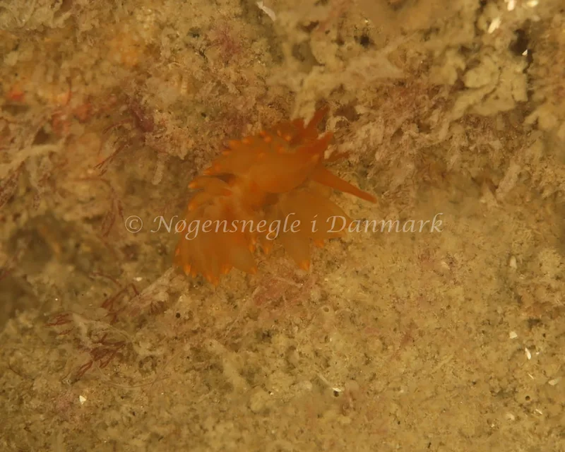 Amphorina andra - Crescent (Vrag) - Foto: Ib Sørensen