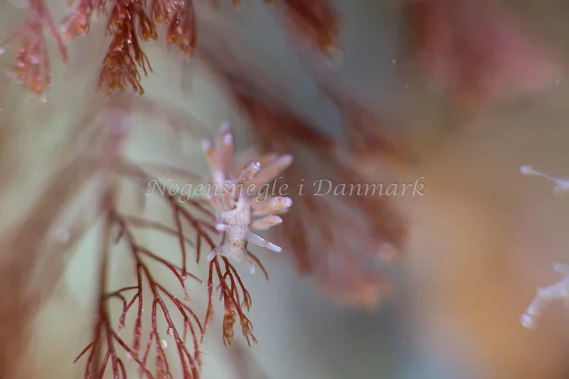 Eubranchus rupium - Snoghøj - Foto: Annette Jørgensen
