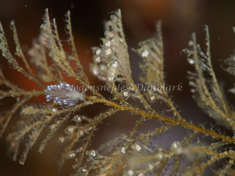 Cuthonella concinna - Ammoniakhavnen - Foto: Michael Christensen