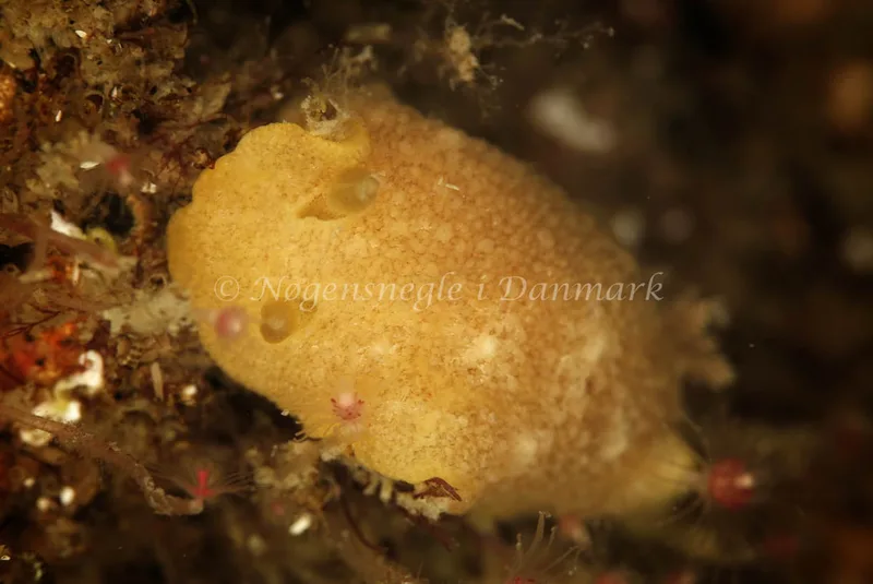 Doris pseudoargus - Anton (Vrag) - Foto: Ib Sørensen