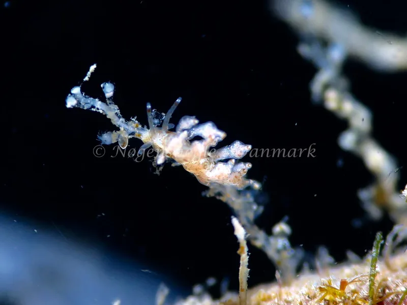 Eubranchus exiguus - Ammoniakhavnen - Foto: HP Ølgaard