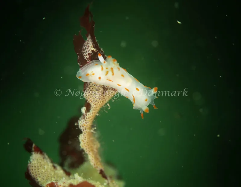 Polycera quadrilineata - Anton (Vrag) - Foto: Ib Sørensen
