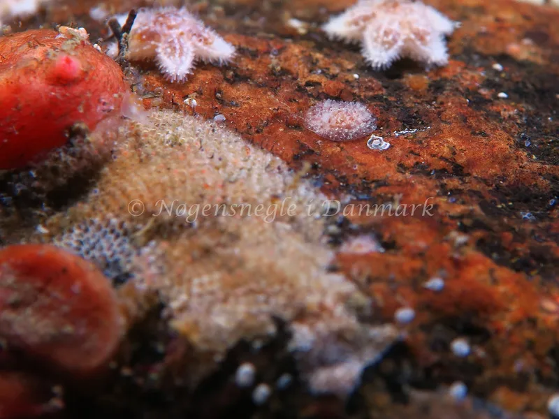 Acanthodoris pilosa - Lyngsbo Strand - Foto: HP Ølgaard