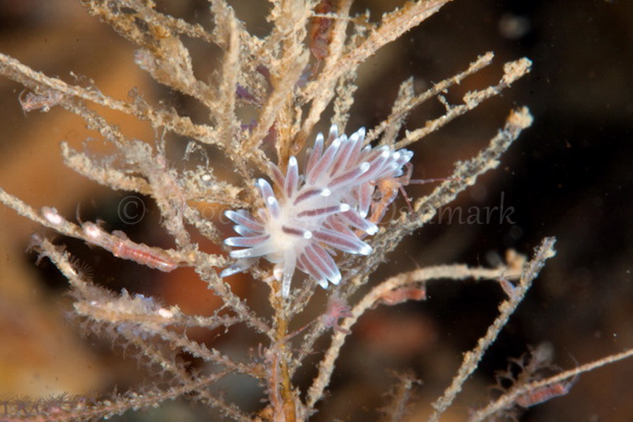 Foto: Poul Erik Rasmussen ....... Cuthona concinna - www.nudibranchia.dk - Nøgensnegle i Danmark