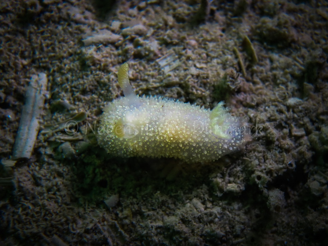 Foto: Claus Neupart ....... Acanthodoris pilosa -- www.nudibranchia.dk