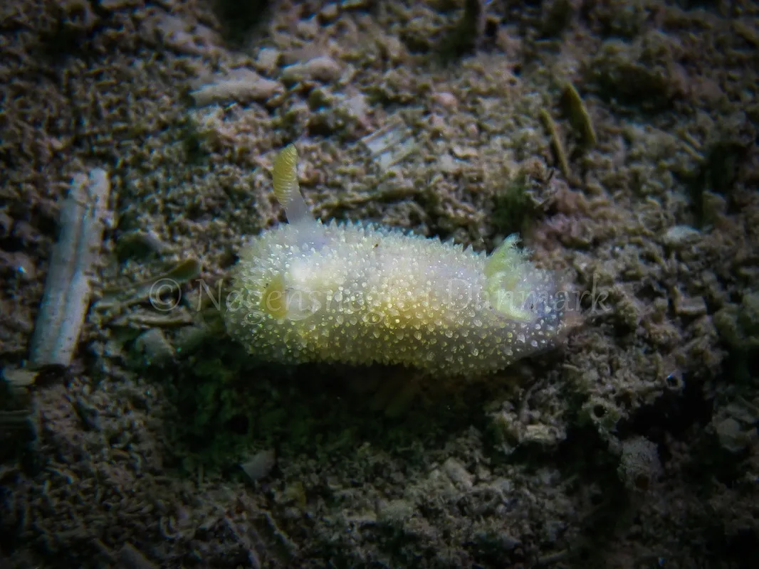 Foto: Claus Neupart ....... Acanthodoris pilosa -- www.nudibranchia.dk