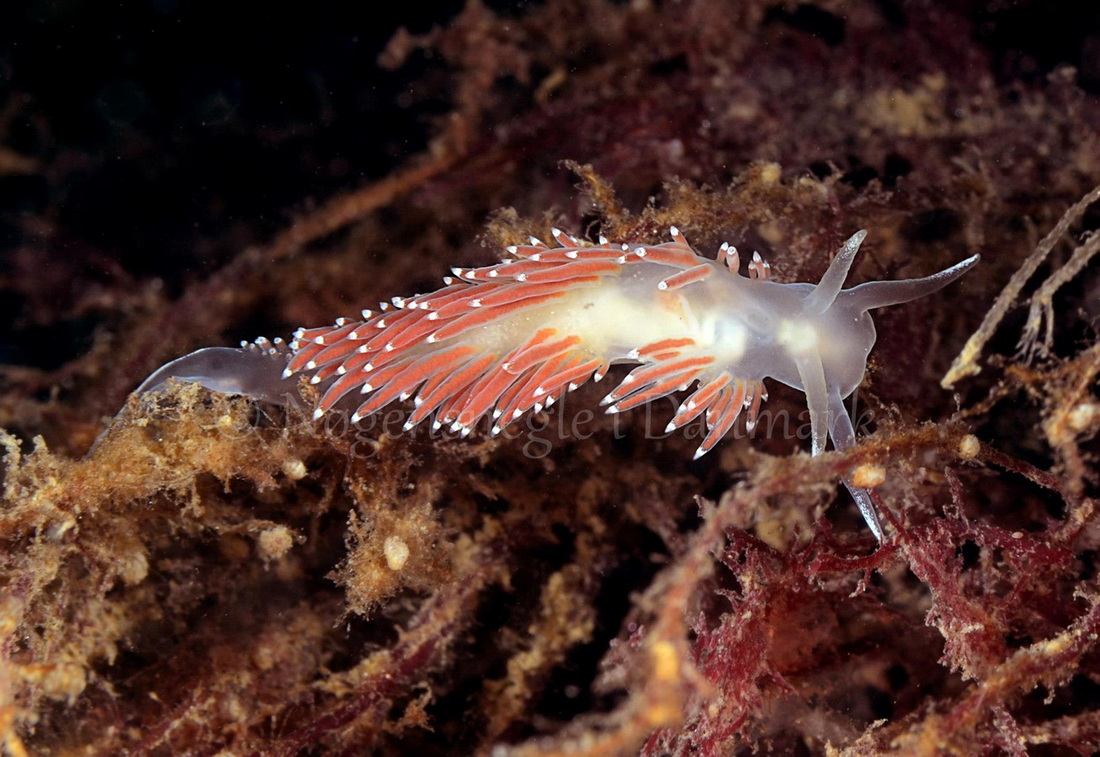 Foto: Henrik Obsen ....... Flabellina browni - www.nudibranchia - Nøgensnegle i Danmark
