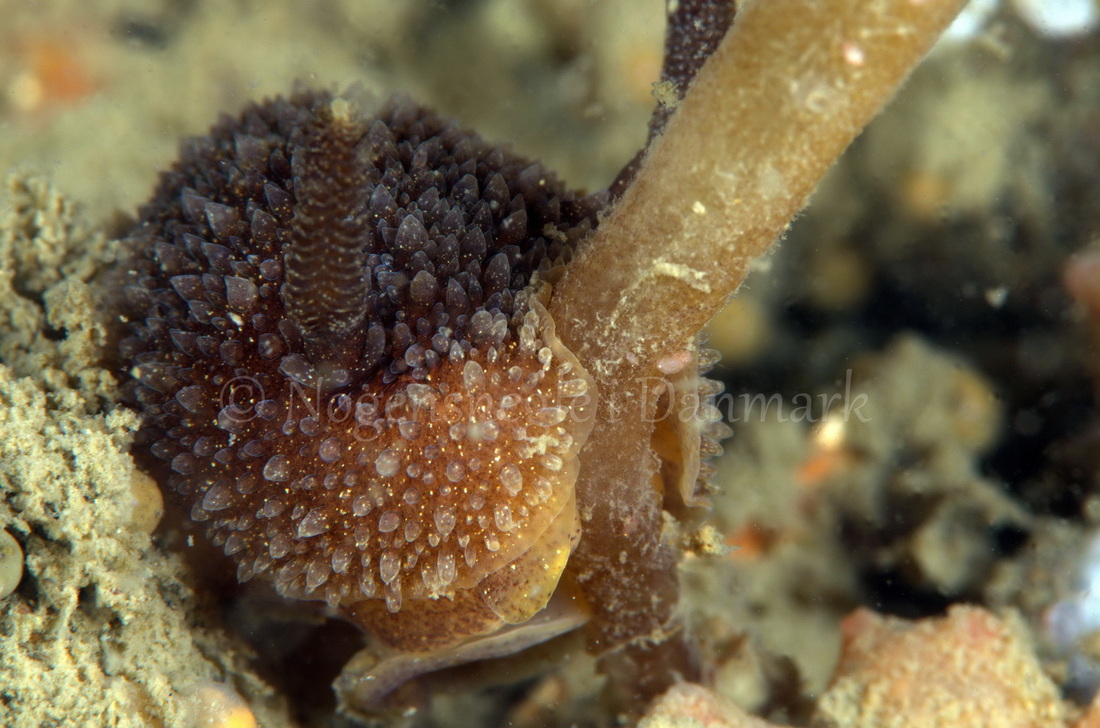 Foto: Jørn Ari ....... Acanthodoris pilosa - www.nudibranchia.dk - Nøgensnegle i Danmark