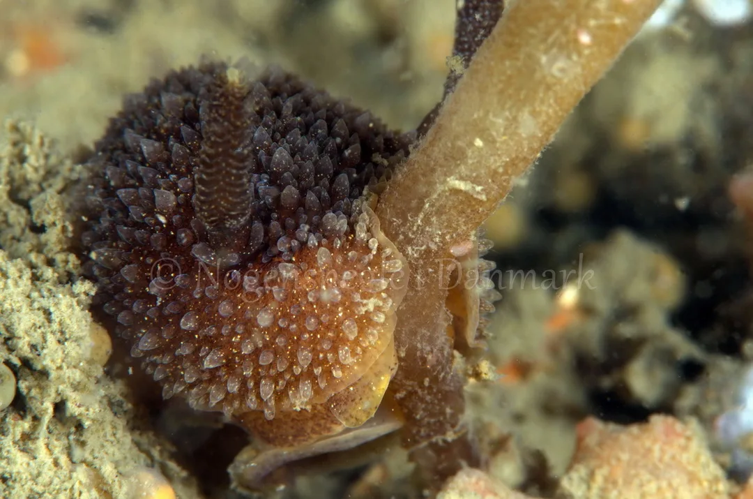 Foto: Jørn Ari ....... Acanthodoris pilosa - www.nudibranchia.dk - Nøgensnegle i Danmark