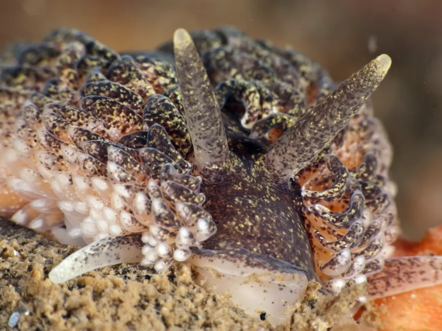 Foto: Jørn Ari ....... Aeolidia papillosa - www.nudibranchia.dk - Nøgensnegle i Danmark