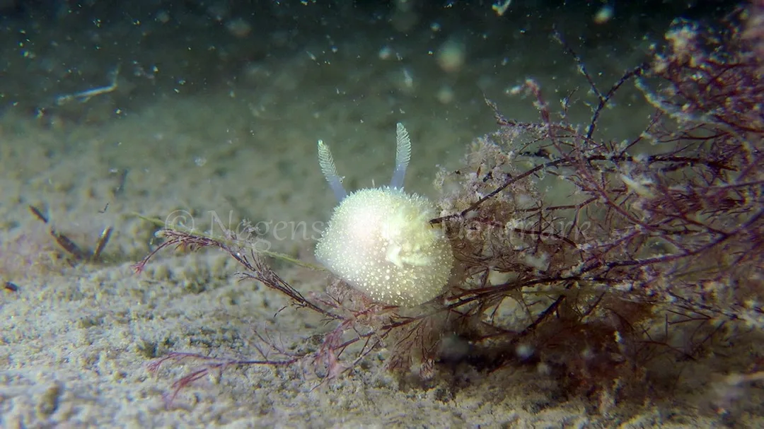 Foto: Thomas Blume ....... Acanthodoris pilosa -- www.nudibranchia.dk