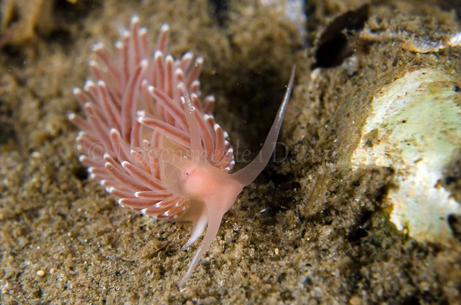 Foto: Lars Nedergaard ....... Facelina bostoniensis - www.nudibranchia.dk - Nøgensnegle i Danmark