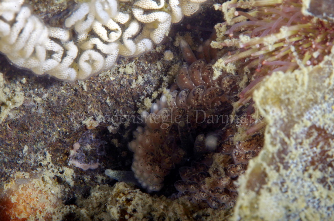 Foto: Jørn Ari ....... Aeolidia papillosa -- www.nudibranchia.dk