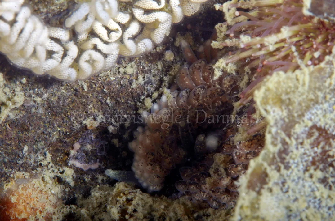 Foto: Jørn Ari ....... Aeolidia papillosa -- www.nudibranchia.dk