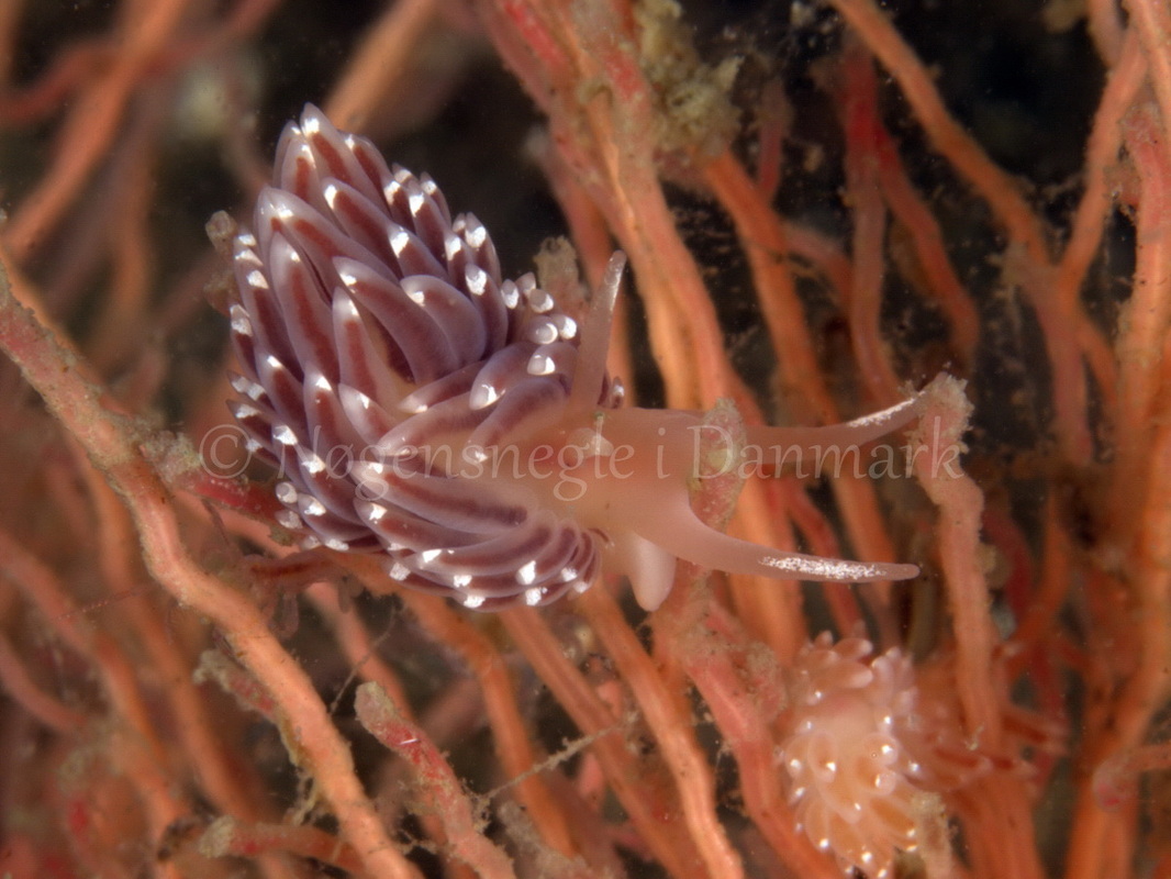 Foto: Jørn Ari ....... Facelina bostoniensis - www.nudibranchia.dk - Nøgensnegle i Danmark