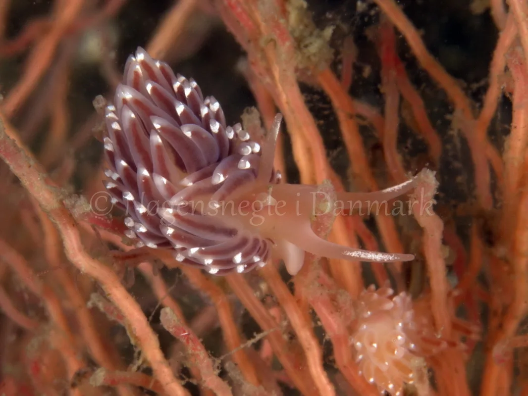 Foto: Jørn Ari ....... Facelina bostoniensis - www.nudibranchia.dk - Nøgensnegle i Danmark