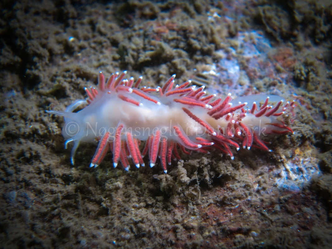 Foto: Claus Neupart ....... Flabellina pellucida -- www.nudibranchia.dk