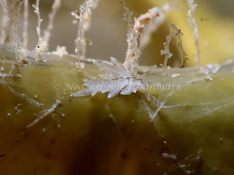 Amphorina viriola - Lyngsbo Strand - Foto: HP Ølgaard