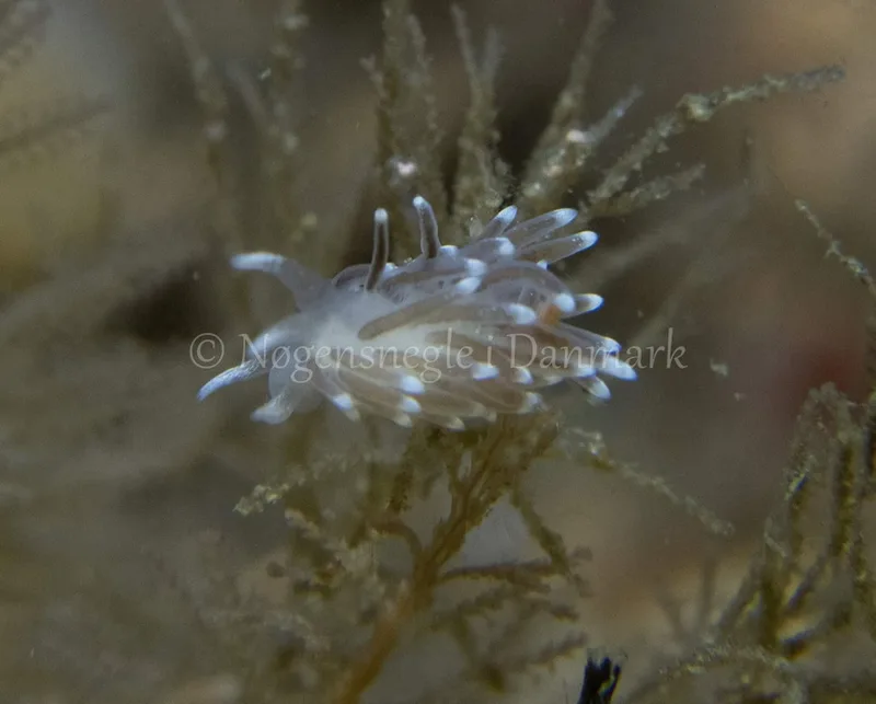 Cuthonella concinna - Ammoniakhavnen - Foto: Tina Hindal