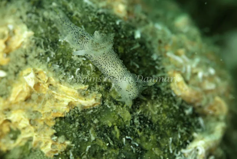 Polycera quadrilineata - Anton (Vrag) - Foto: Ib Sørensen
