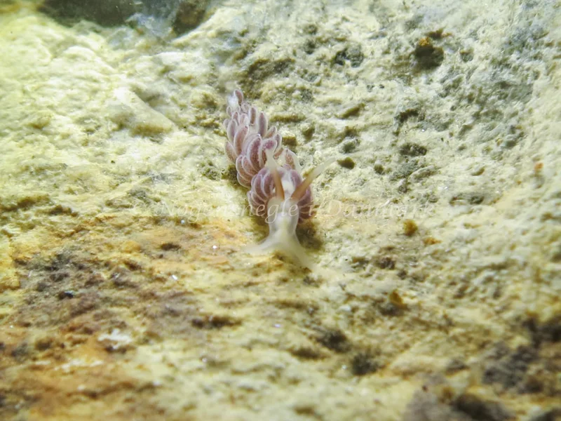 Favorinus branchialis - Lyngsbo Strand - Foto: AnneKatrine Frederiksen