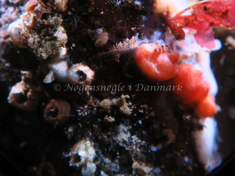 Coryphella verrucosa - Lyngsbo Strand - Foto: HP Ølgaard