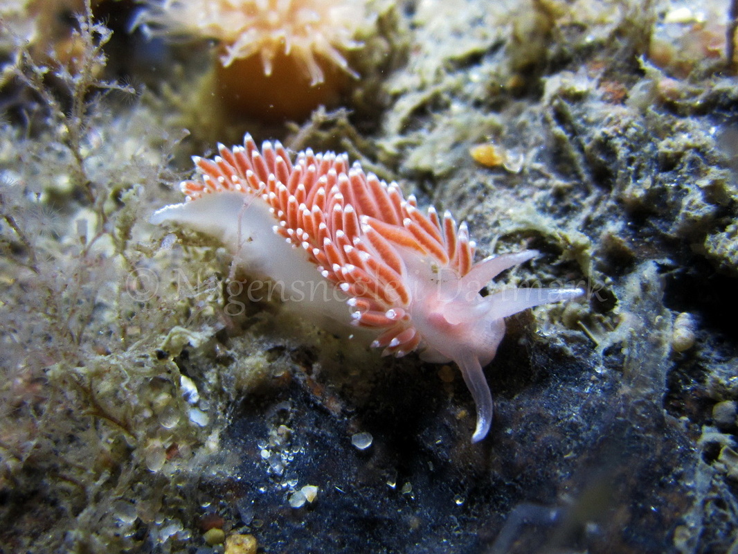 Foto: Claus Neupart ....... Flabellina verrucosa - www.nudibranchia.dk - Nøgensnegle i Danmark