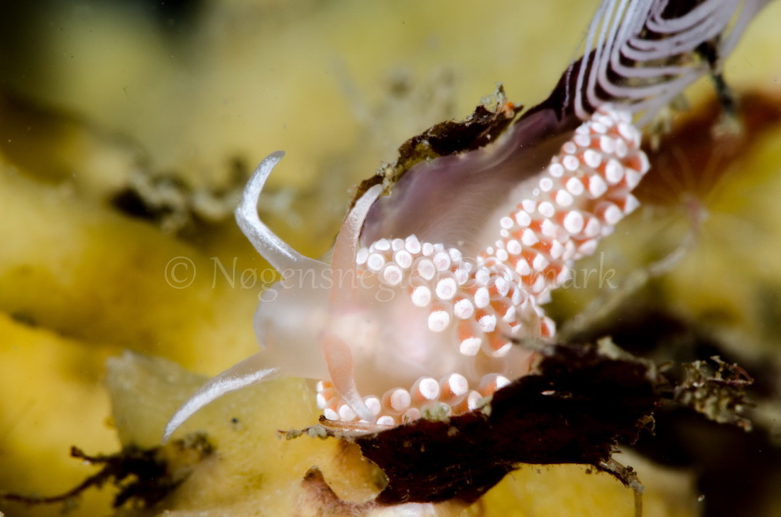 Foto: René B. Andersen ....... Flabellina verrucosa -- www.nudibranchia.dk
