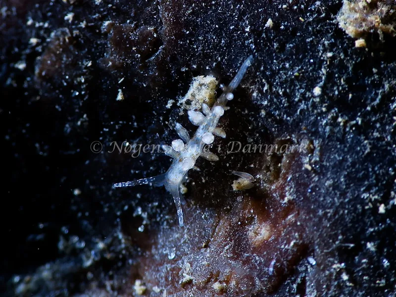 Eubranchus exiguus - Ammoniakhavnen - Foto: Hp ølgaard