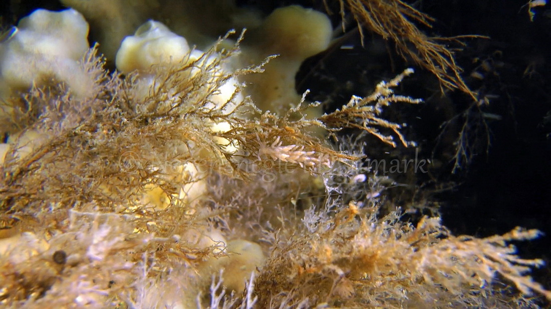 Foto: Thomas Blume ....... Eubranchus rupium -- www.nudibranchia.dk