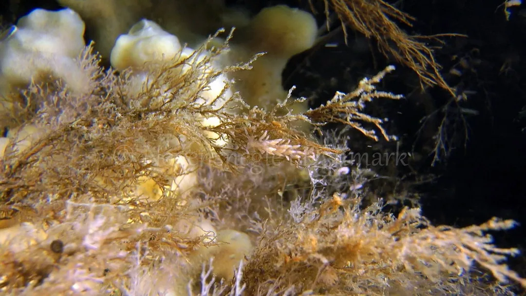 Foto: Thomas Blume ....... Eubranchus rupium -- www.nudibranchia.dk
