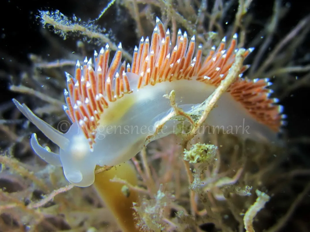 Foto: Claus Neupart ....... Flabellina browni - www.nudibranchia - Nøgensnegle i Danmark