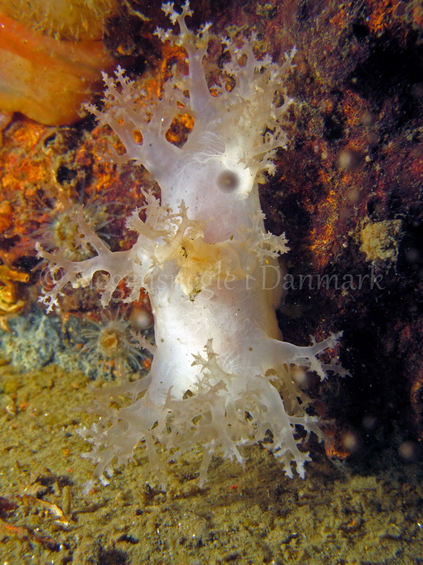 Foto: Kim Nygaard....... Dendronotus frondosus -- www.nudibranchia.dk --