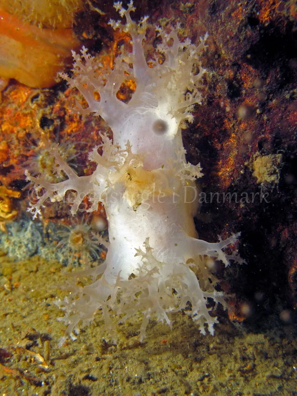 Foto: Kim Nygaard....... Dendronotus frondosus -- www.nudibranchia.dk --