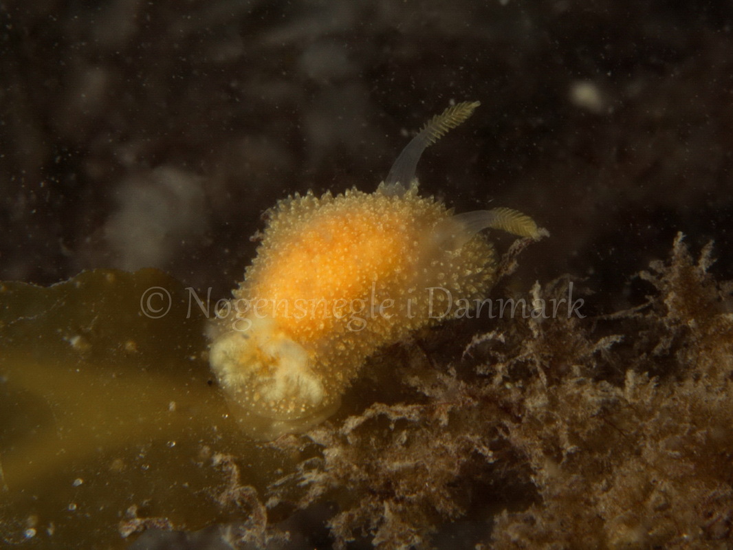 Foto: Jørn Ari.......Acanthodoris pilosa -- www.nudibranchia.dk --