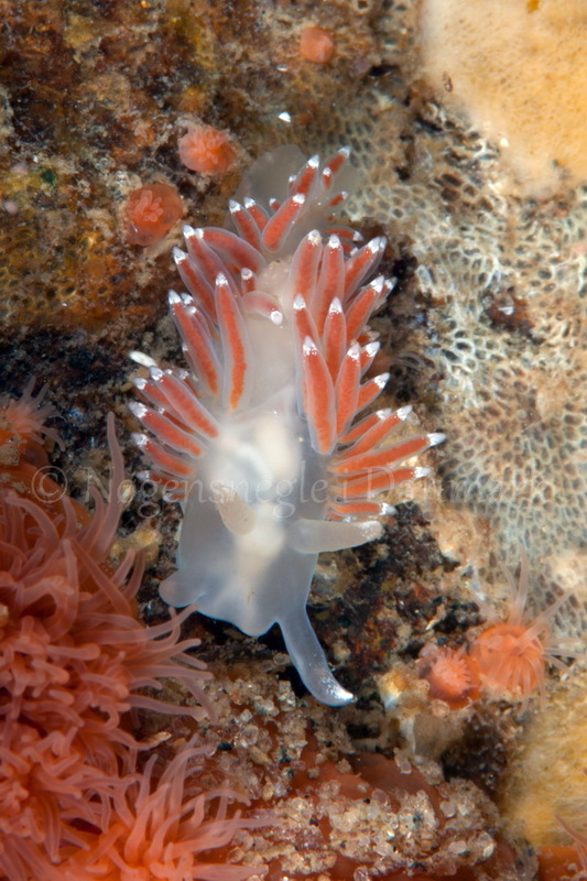 Foto: Poul Erik Rasmussen ....... Flabellina browni - www.nudibranchia - Nøgensnegle i Danmark