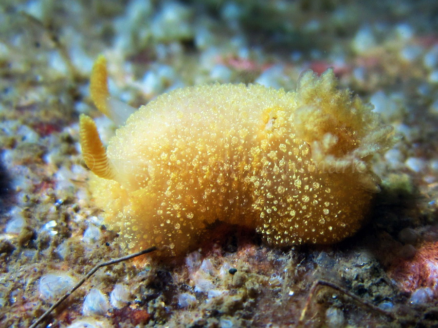 Foto: Claus Neupart ....... Acanthodoris pilosa - www.nudibranchia.dk - Nøgensnegle i Danmark