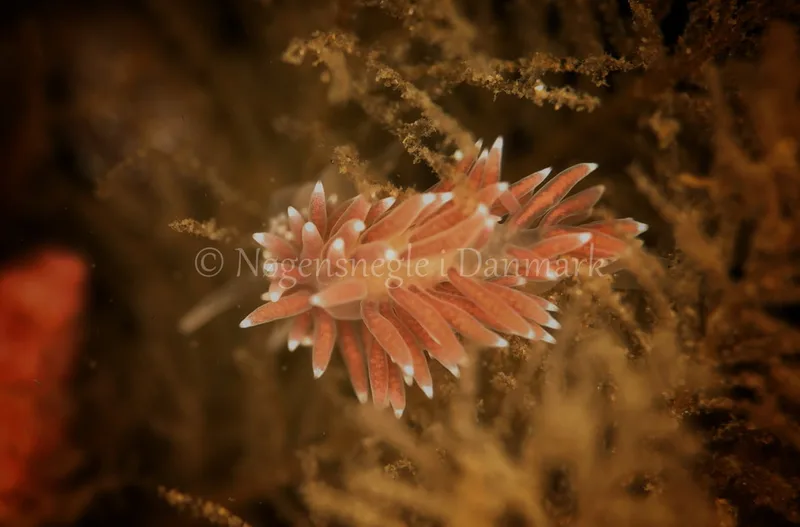 Cuthonella concinna - Ammoniakhavnen - Foto: Ib Sørensen