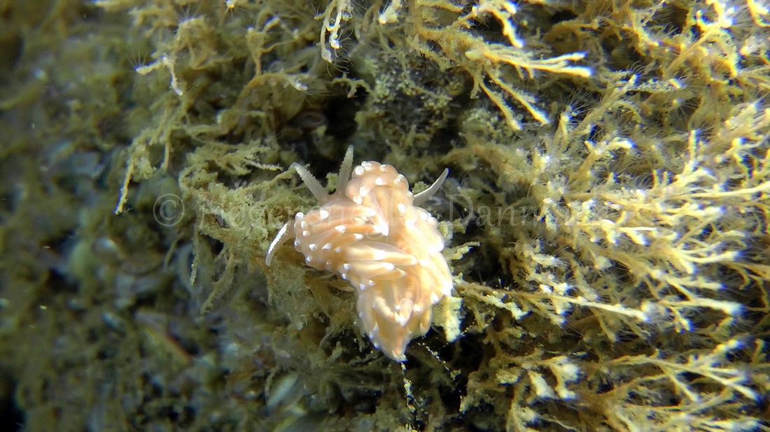 Foto: Thomas Blume ....... Facelina bostoniensis - www.nudibranchia.dk - Nøgensnegle i Danmark