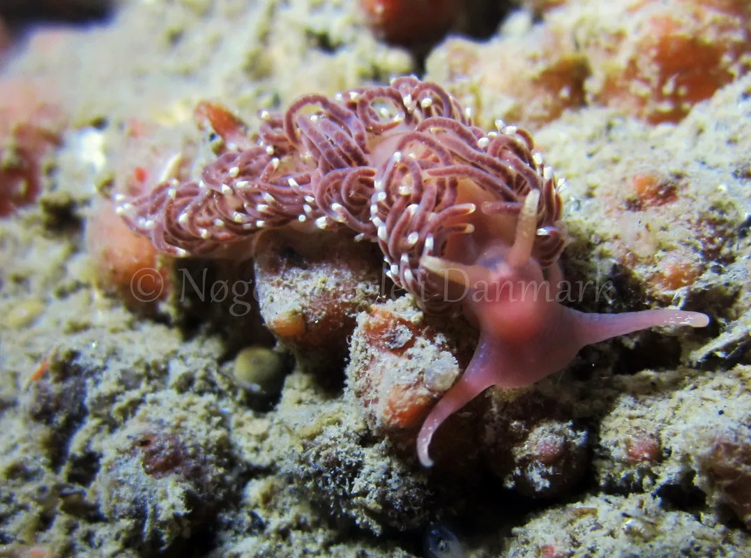 Foto: Claus Neupart ...... Facelina cf bostoniensis - www.nudibranchia.dk - Nøgensnegle i Danmark