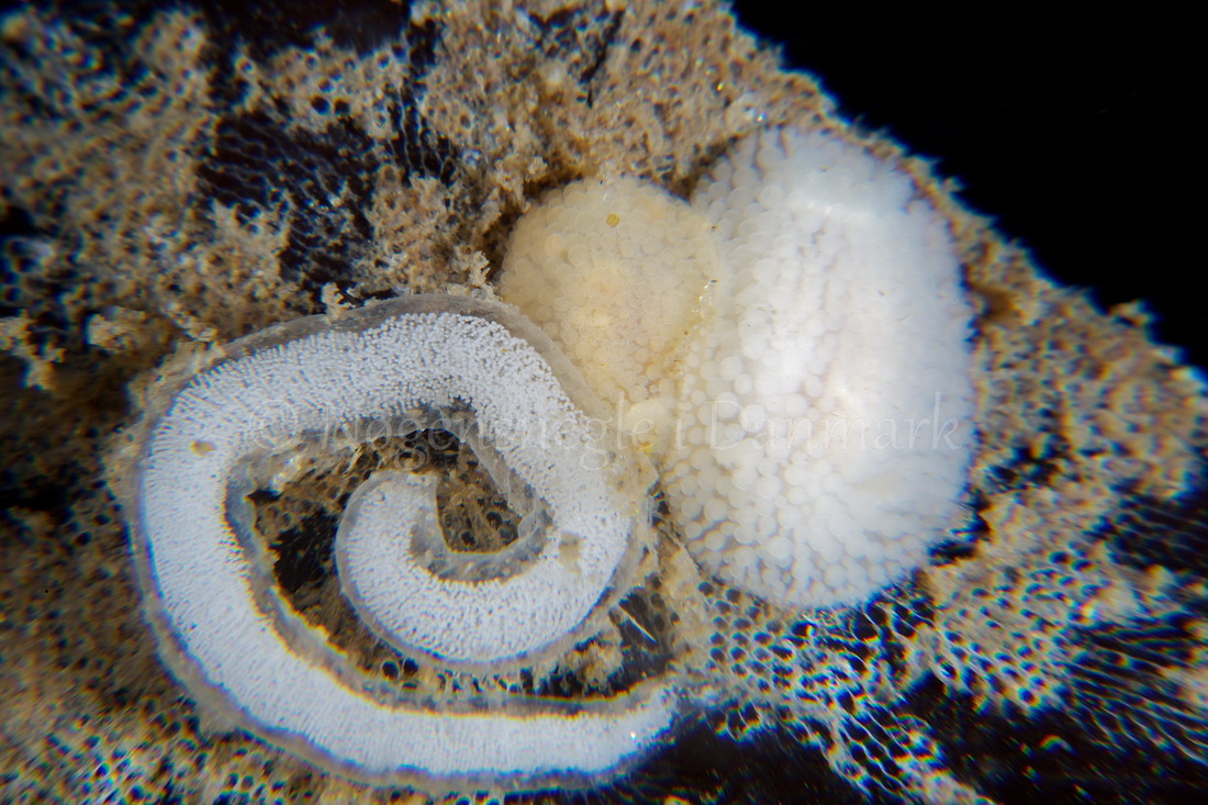 Foto: Steffen Schmitt ....... Onchidoris muricata -- www.nudibranchia.dk