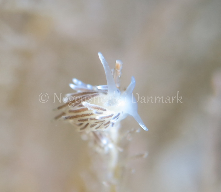 Foto: Dan Holm ....... Cuthona concinna -- www.nudibranchia.dk